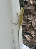 featured image thumbnail for post The Unaware Anole